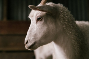 Cashmere